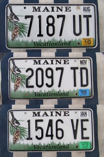 Maine chickadee various - maine, chickadee,