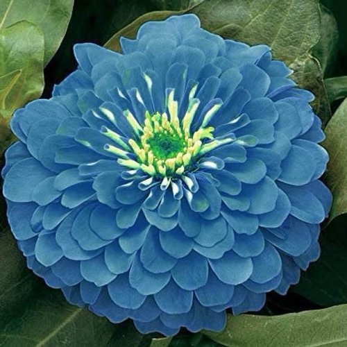 Zinnia blue large blooms - zinnia,