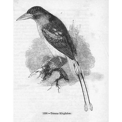 Birds ternate kingfisher - birds,
