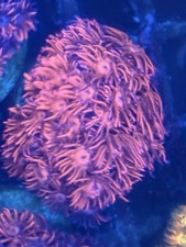 Goniopora – Pink with subtle