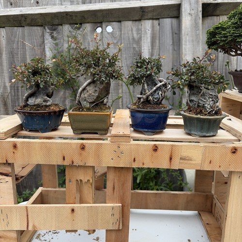 Chojubai bonsai tree - chojubai,