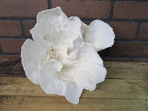 Natural genuine merlina cup - merlina,