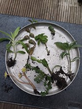 Live Succulent House Plants