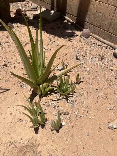 Live aloe vera - 2,
