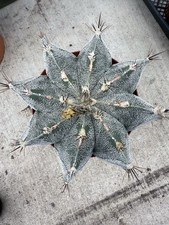 Astrophytum Ornatum Hybrid