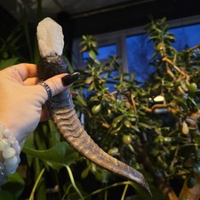 Stunning Animal Horn And