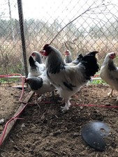 Light brahma hatching eggs - light,