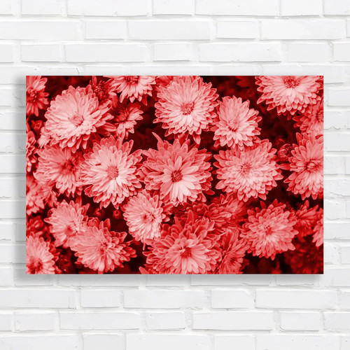 Vibrant pink chrysanthemum - vibrant,
