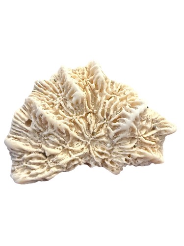 Natural maze brain coral - natural,