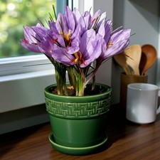 Saffron Crocus Sativus Indoor