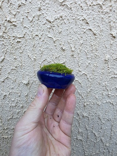 Shitakusa bonsai accent - shitakusa,