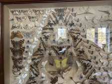 Victorian Taxidermy mounted Butterfly-Moths c.1880