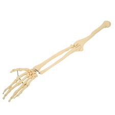 Professional Human Hand Arm