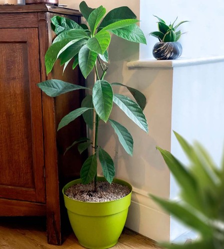 Avocado seedling edible - avocado,