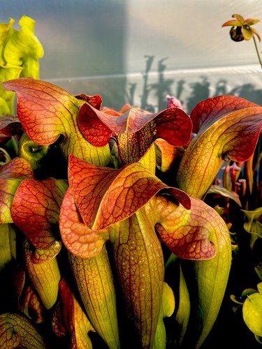 Sarracenia norman parker - sarracenia,