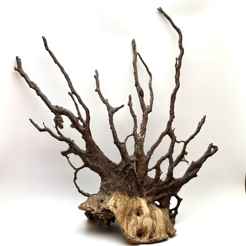 Natural wood root sculpture - root,