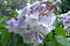 Paulownia Tomentosa, Empress