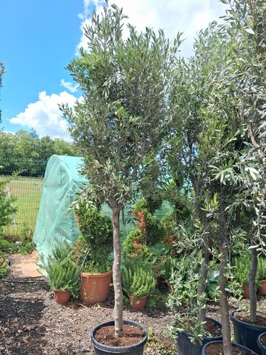 European olive tree - tree, 200cm+
