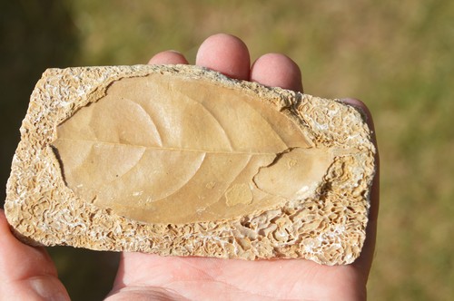 Amazing rare fossil - amazing,