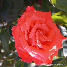 Alec's Red- Climbing Rose FREE