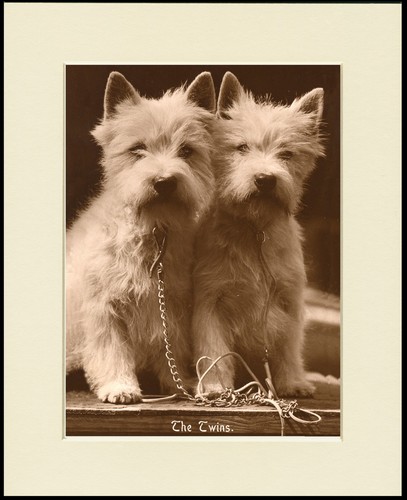 West highland white terrier - white,