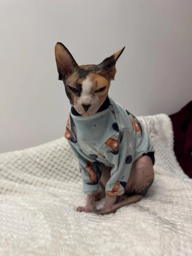 Squish velour velvet - , sphynx