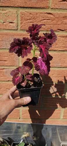 Coleus red dragon plant - red,