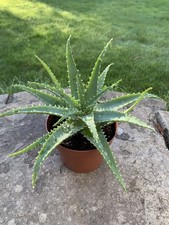 Indoor House/Office Aloe