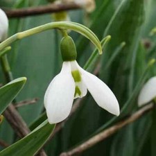 Galanthus elwesii 'Snow Fox' - 3 bulbs--NEW !!!!