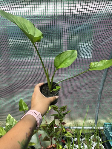 Zantedeschia hercules calla - zantedeschia, hercules/calla