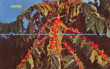 R529481 Coffee Berries Blue Mountain Jamaica Mike Roberts Novelty Trading