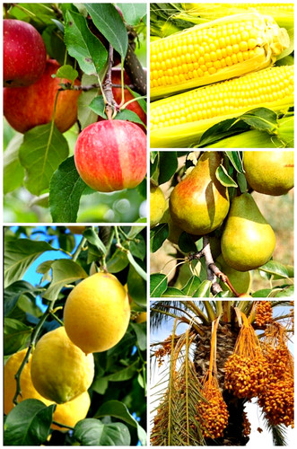 Fruit seeds bundle apple - 25-fruit,