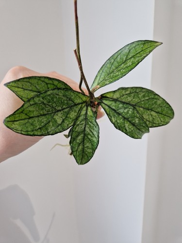 Hoya crassipetiolata splash - crassipetiolata,