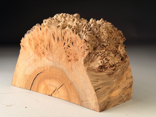 Burr elm live edge - elm,