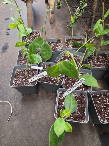 Hoya gigas small rooted - hoya,