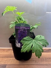 Delphinium Excalibur Dark Blue with Black Bee 2L DELPHINIUM/141099/168584/GB