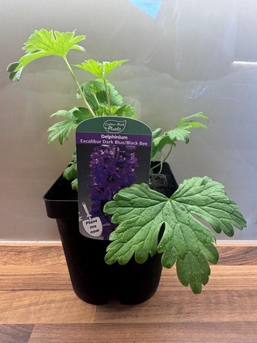 Delphinium excalibur dark blue - excalibur,