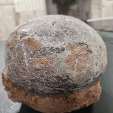 Genuine Dinosaur Egg Fossil
