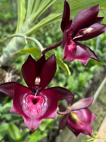 Rare catasetum susan fuchs - catasetum,