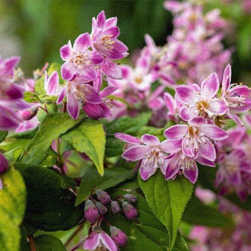 Deutzia strawberry fields - deutzia,