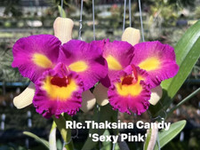 Rare Cattleya  / Rlc Thaksina