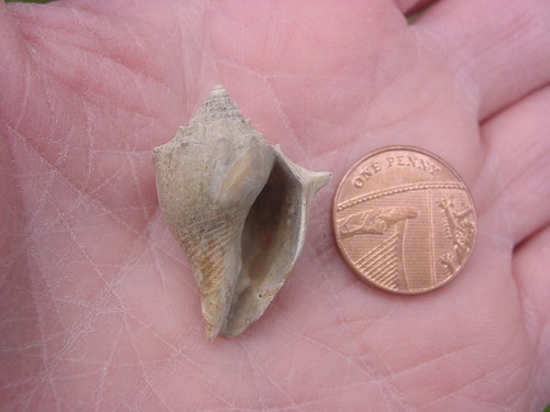 Rare bartonian eocene - bartonian,