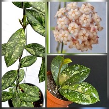 Rare Hoya Crassipetiolata