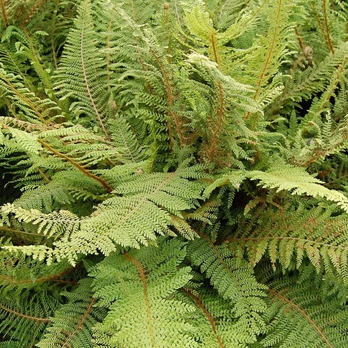 Polystichum setiferum