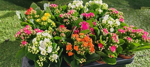 Kalanchoe rosalina lucky - rosalina,
