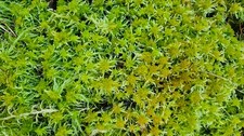 Sphagnum moss live - moss, 1l