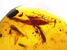 Fossil Burmese Amber Insects And Hair/Fibres Cretaceous 100 Million Years Old