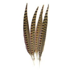 of Nature Ringneck Pheasant