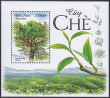 Vietnam 2024 (1190B) Tea Plant