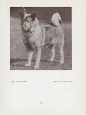 NORWEGIAN ELKHOUND OLD VINTAGE 1934 NAMED DOG PAGE PRINT